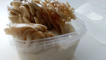 Load image into Gallery viewer, Mushroom Mycelium Grow Box with Substrate and Fruiting Chamber