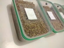 Load image into Gallery viewer, Mushroom Mycelium Grow Box and Sterile Substrate, large 1.2 L