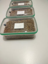 Load image into Gallery viewer, Mushroom Mycelium Grow Box and Sterile Substrate, large 1.2 L