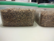 Load image into Gallery viewer, Mushroom Mycelium Grow Box and Sterile Substrate, large 1.2 L