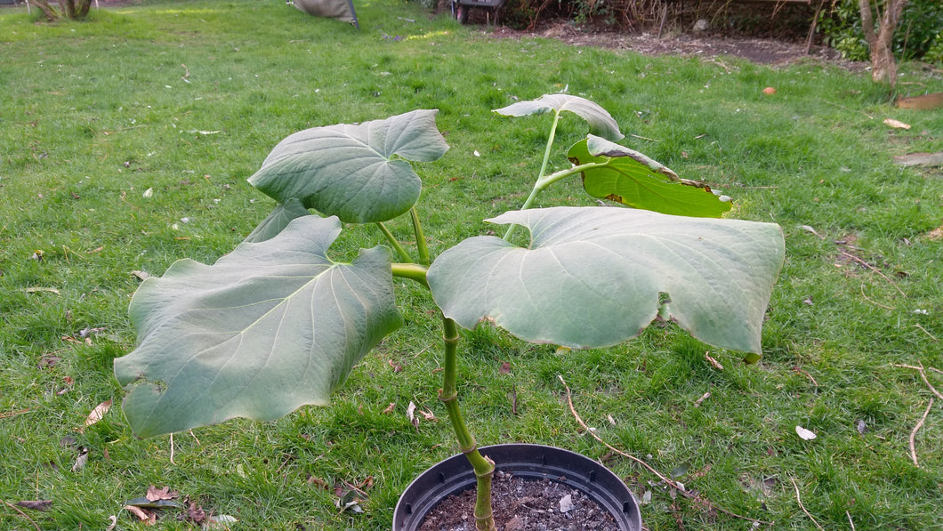 1 x Piper Auritum rooted plant. Root Beer plant, Hoja Santa, Mexican Pepperleaf.